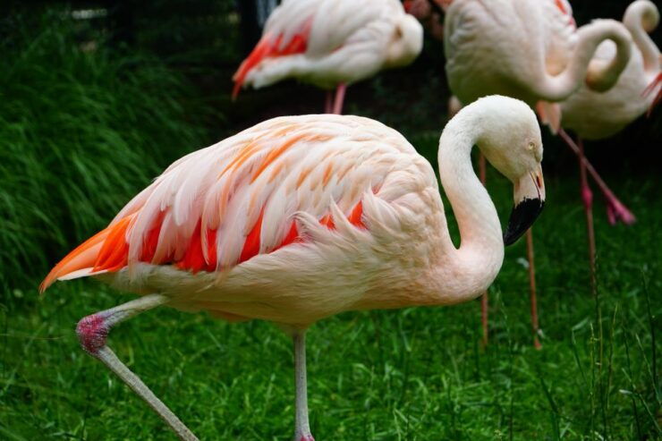 Krakow: Zoo Tour With Private Transport and Tickets - Activity Details