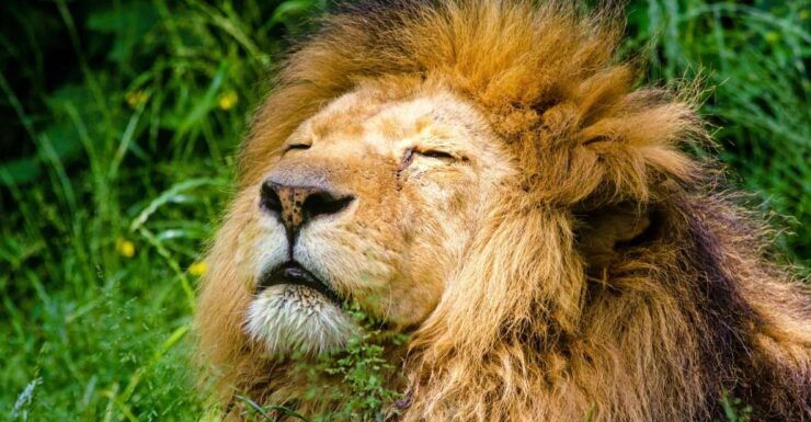 Krakow: Zoo With Hotel Pickup - Zoo Experience