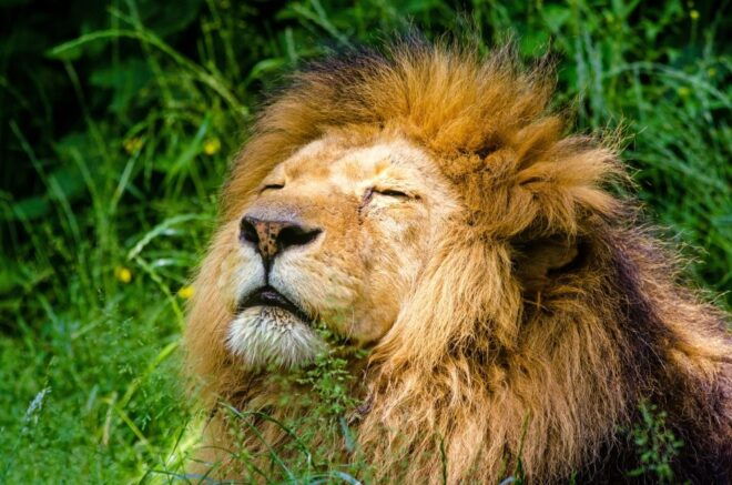 Krakow: Zoo With Hotel Pickup - Transportation and Pickup Details