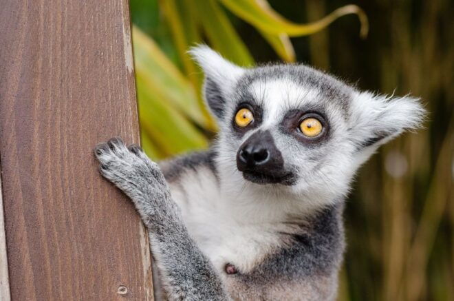 Krakow: Zoo With Hotel Pickup - Natural Animal Behavior