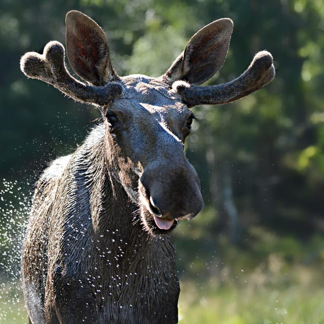 Kristiansand: Guided Bus Tour and Moose Park Experience - The Guided Bus Ride: Scenic Norwegian Countryside