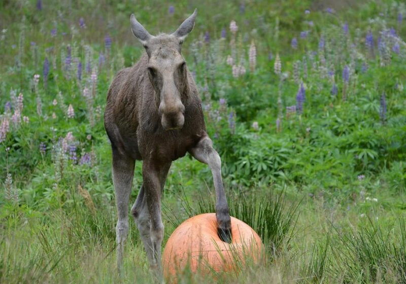 Kristiansand: Guided Bus Tour and Moose Park Experience - Who Will Love This Tour?