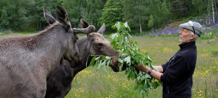 Kristiansand: Guided Bus Tour and Moose Park Experience - The Sum Up