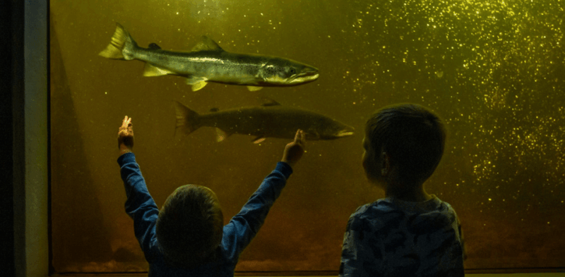 Kristiansand: Wild Salmon Center Guided Tour with Bus Ride - An In-Depth Look at the Tour Experience