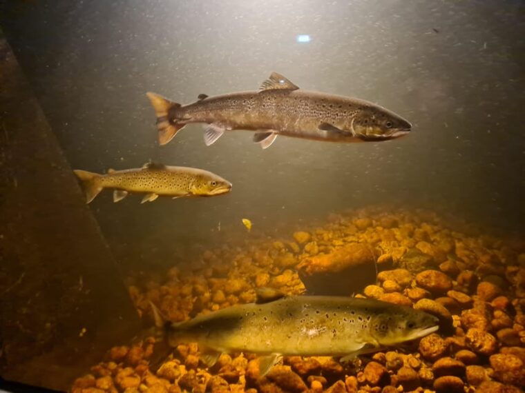 Kristiansand: Wild Salmon Center Guided Tour with Bus Ride - Authentic Insights from Past Visitors