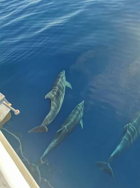 Krk: Golden Bay, Blue Cave, & 4 Islands Cruise - The Itinerary: What to Expect