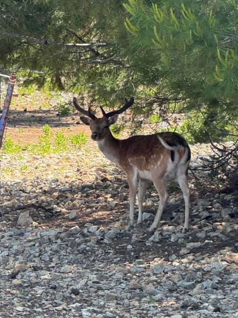 Krk: Golden Bay, Blue Cave, & 4 Islands Cruise - FAQ