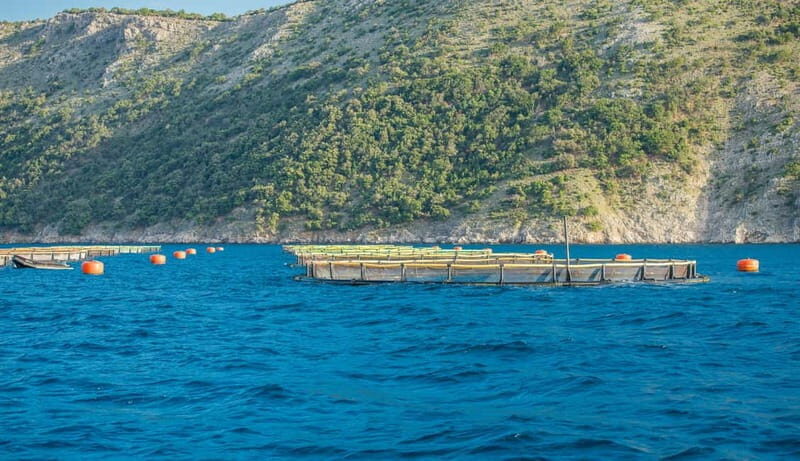 Krk: Golden Beach and Blue Cave Cruise with Welcome Drink - Good To Know