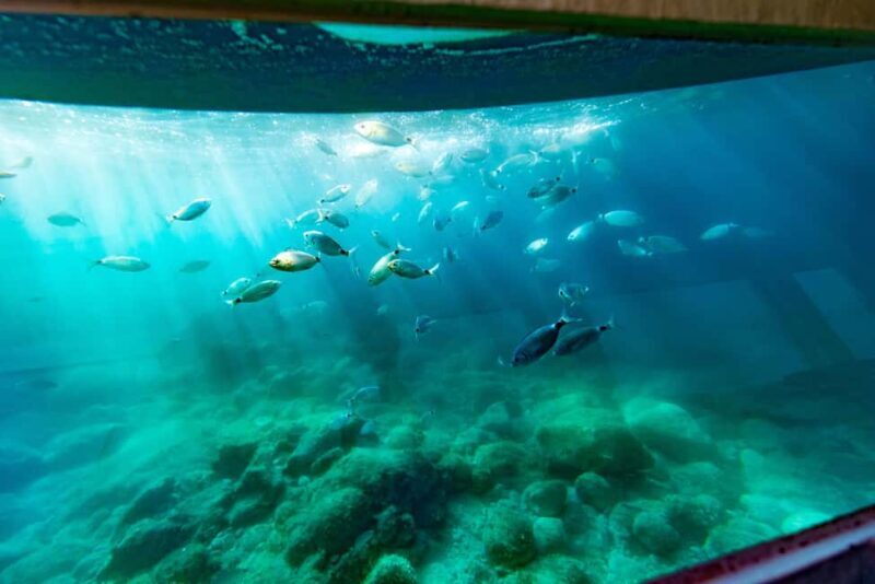 Krk: Yellow Semi-Submarine Tour - Who Should Consider This Tour?