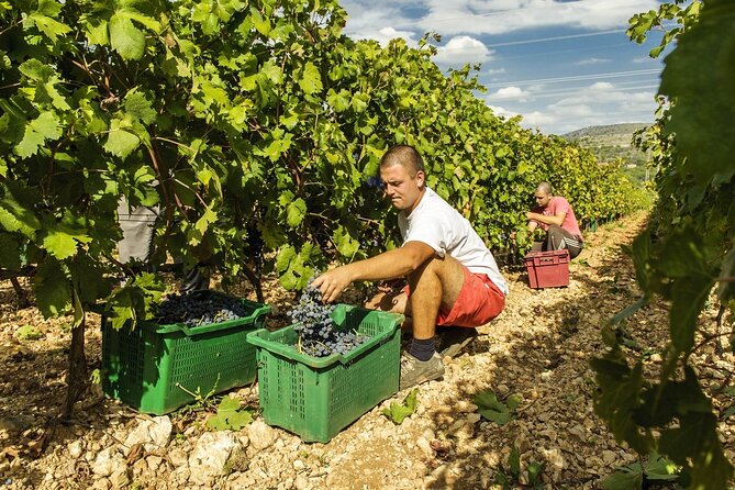 Krka Waterfalls & Dalmatian Delights From Split or Trogir - Accessibility Information