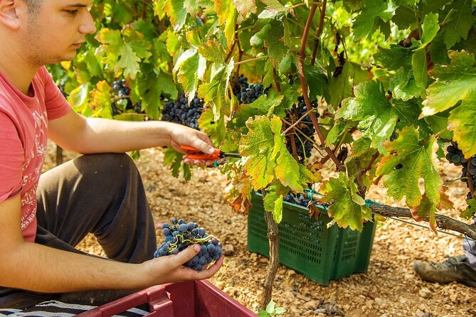 Krka Waterfalls & Dalmatian Delights From Split or Trogir - Cancellation Policy