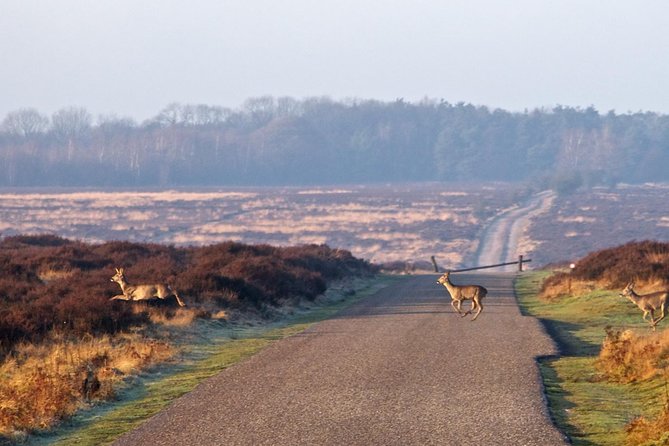 Kröller-Müller Museum and National Park Private Day Tour From Amsterdam - Museum and Art Collection
