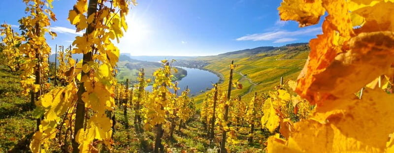 Kröv/Gut Hermes: Wine tour & tasting through the vineyard, winery, and sparkling wine production facility - The Value in the Experience