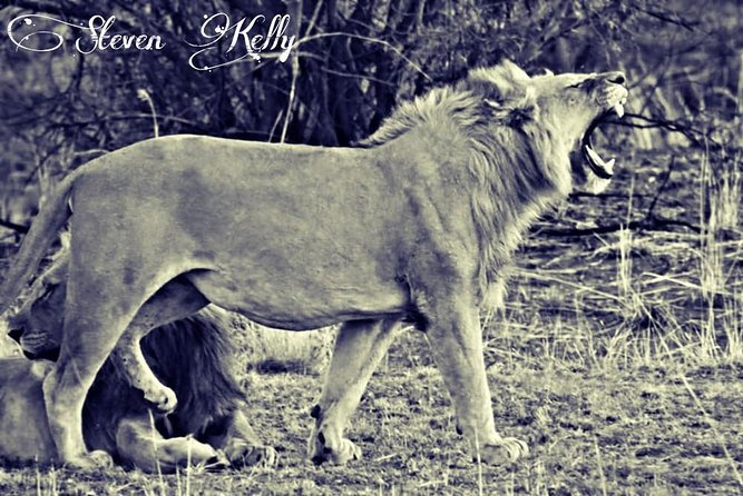 Kruger Lion Expedition With the Little Lionman Steve Kelly - Expedition Duration and Location
