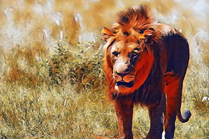 Kruger Lion Expedition With the Little Lionman Steve Kelly - Weather Dependency and Traveler Photos