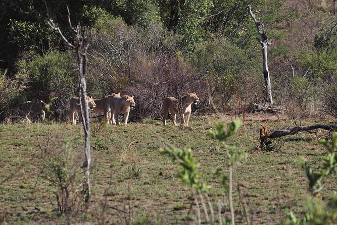Kruger Lion Expedition With the Little Lionman Steve Kelly - Reviews and Overall Rating
