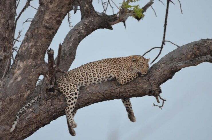 Kruger Morning Game Drive From Marloth Park & Komatipoort - Highlights