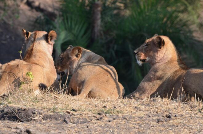 Kruger Morning Game Drive From Marloth Park & Komatipoort - Inclusions
