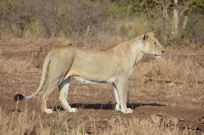 Kruger Morning Game Drive From Marloth Park & Komatipoort - Important Information