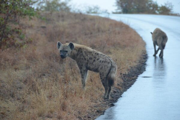 Kruger Morning Game Drive From Marloth Park & Komatipoort - Directions