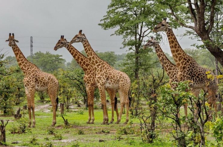 Kruger National Park 3 Day Tour From Johannesburg - Good To Know