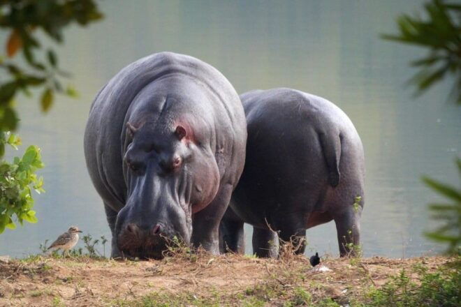 Kruger National Park 3 Day Tour From Johannesburg - Frequently Asked Questions