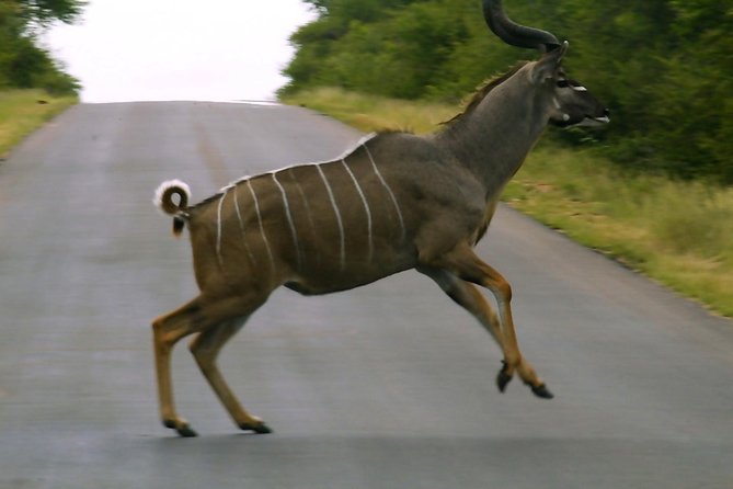 Kruger National Park 3 Days 2 Nights Magical Safari From Johannesburg - Common Questions