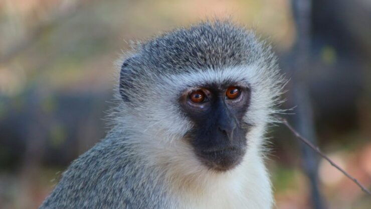 Kruger National Park: 3-Hour Walking Safari - Activity Details
