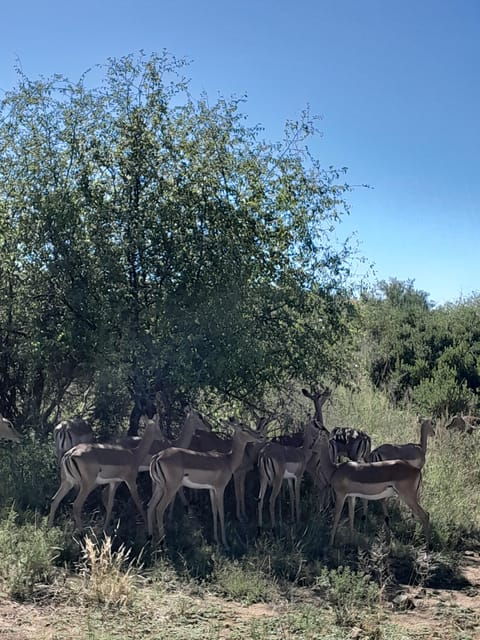 Kruger National Park: 4-Day Ultimate Safari Tour - Who Should Consider This Tour?