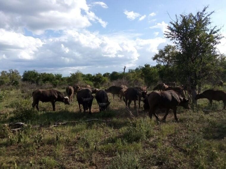 Kruger National Park: 4-Day Ultimate Safari Tour - Final Thoughts