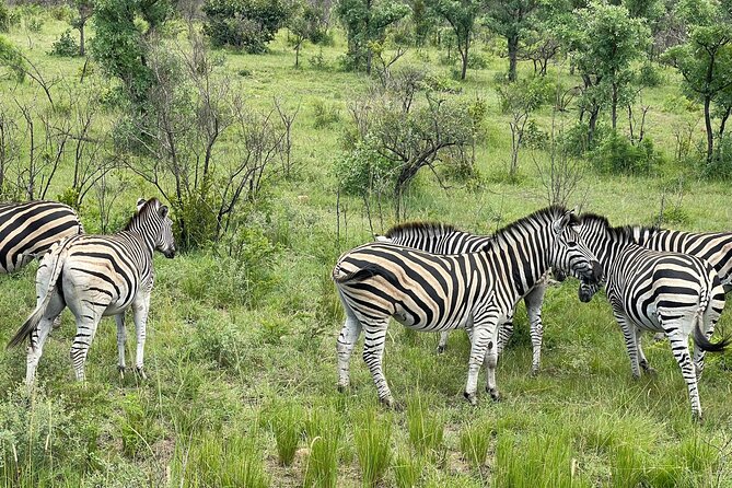 Kruger National Park 4 Days Best Safari - Safari Itinerary