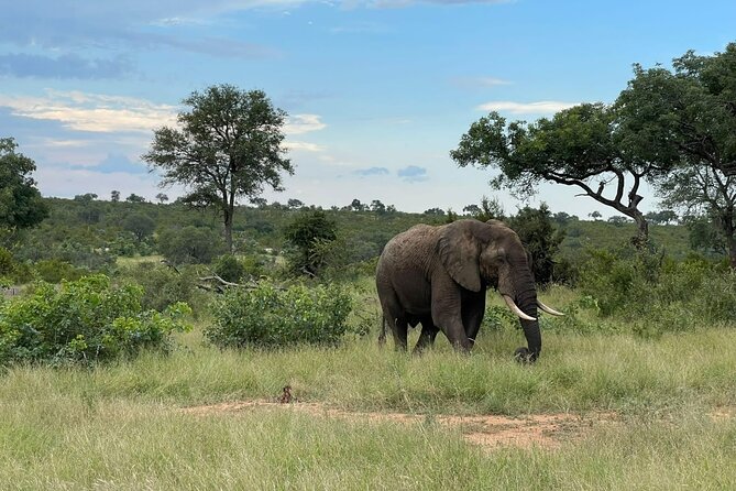 Kruger National Park 4 Days Best Safari - Wildlife Encounters