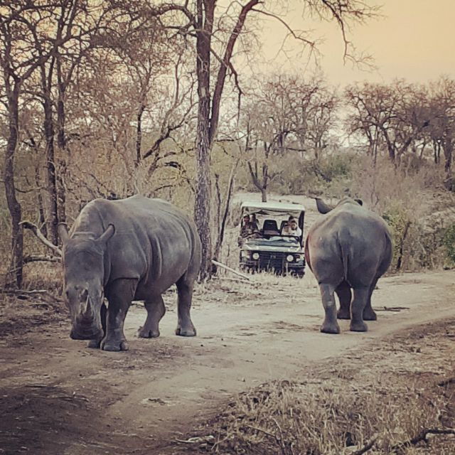 Kruger National Park Afternoon Safari - Experience Description