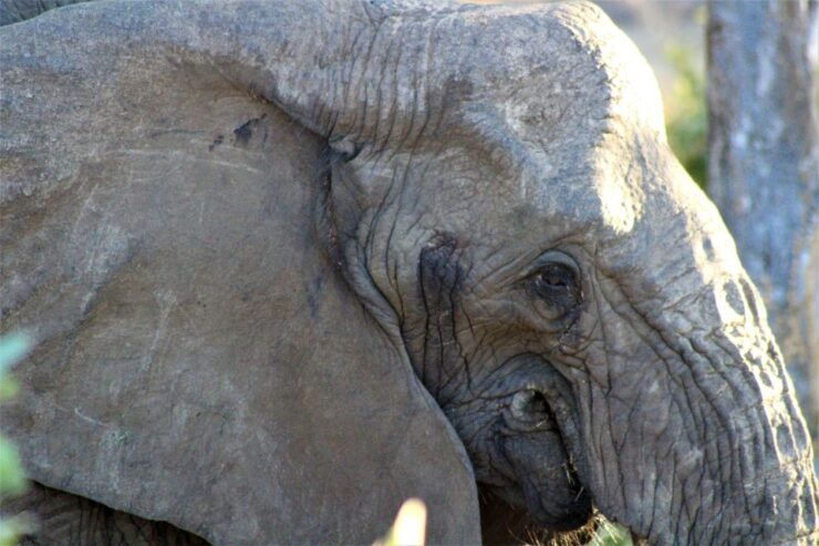 Kruger National Park Afternoon Safari - Good To Know