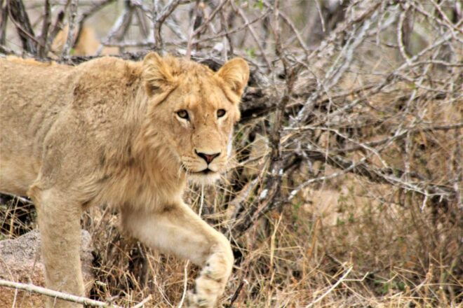 Kruger National Park Afternoon Safari - Park Exploration