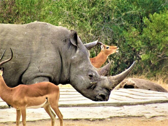 Kruger National Park Afternoon Safari - Vehicle Options