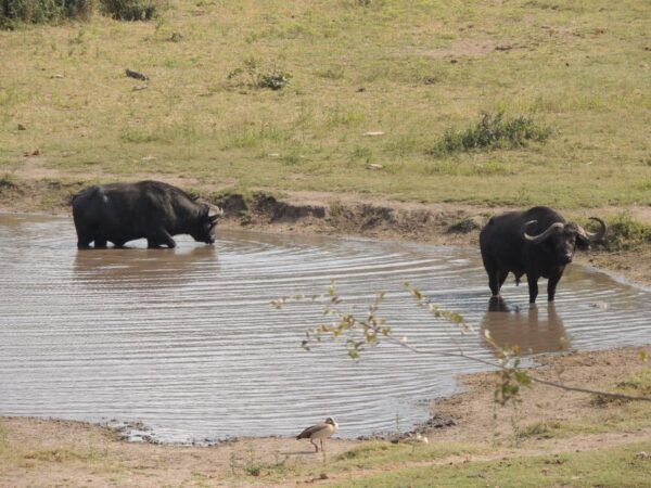 Kruger National Park: Full-Day Game Drive With Pickup - Frequently Asked Questions