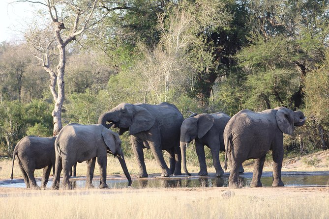 Kruger National Park Full-Day Private Safari Tour With Lunch  - Johannesburg - Tour Highlights