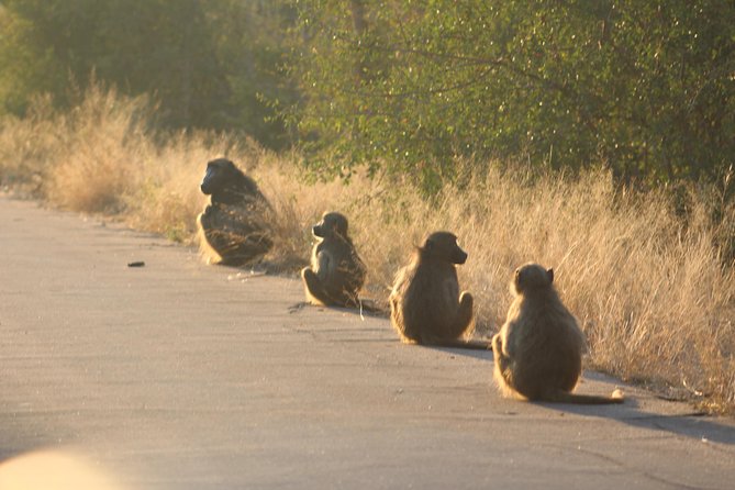Kruger National Park Full-Day Private Safari Tour With Lunch  - Johannesburg - Itinerary