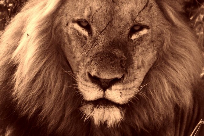 Kruger National Park Half-Day Game Drive - Overview and Experience