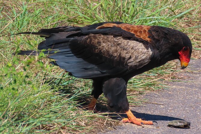 Kruger National Park - Private Full Day Safari Trip. - Common Questions