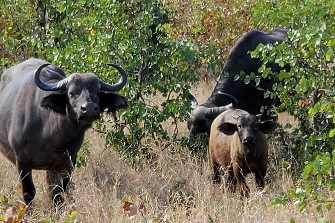 Kruger National Park Private Guided Morning Game Drive - Wildlife Sightings on the Drive
