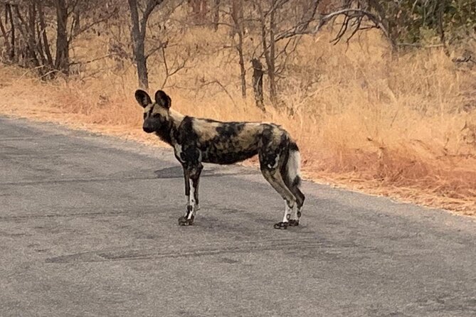 Kruger National Park Private Guided Tour - Important Terms and Conditions