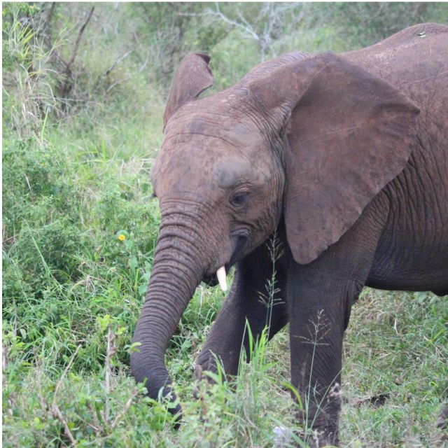 Kruger National Park Safari - 10days - Wildlife Encounters and Experiences