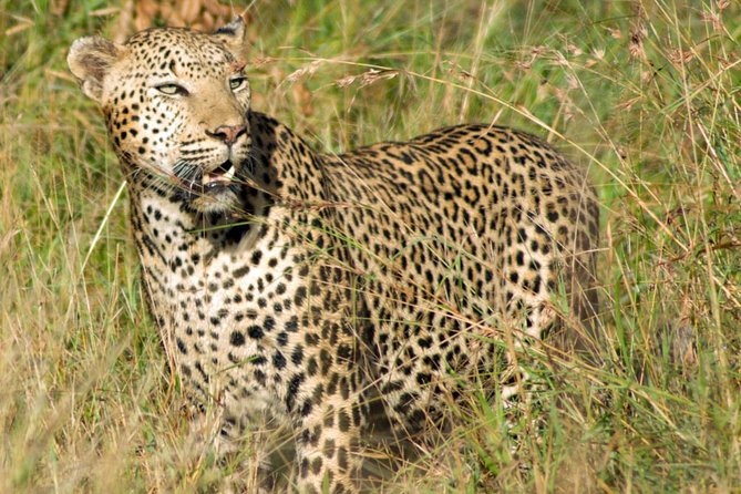 Kruger National Park, Safari Game Drive. - Cancellation Policy