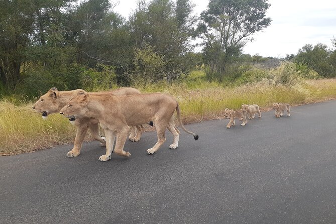 Kruger National Park Tour 4-Days/3nights(Open Safari Truck) - Itinerary for the 4-day/3-night Tour