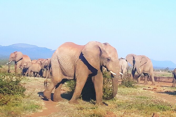 Kruger National Park Tour3-Days/2 Night(Open Safari Truck) - Tour Highlights
