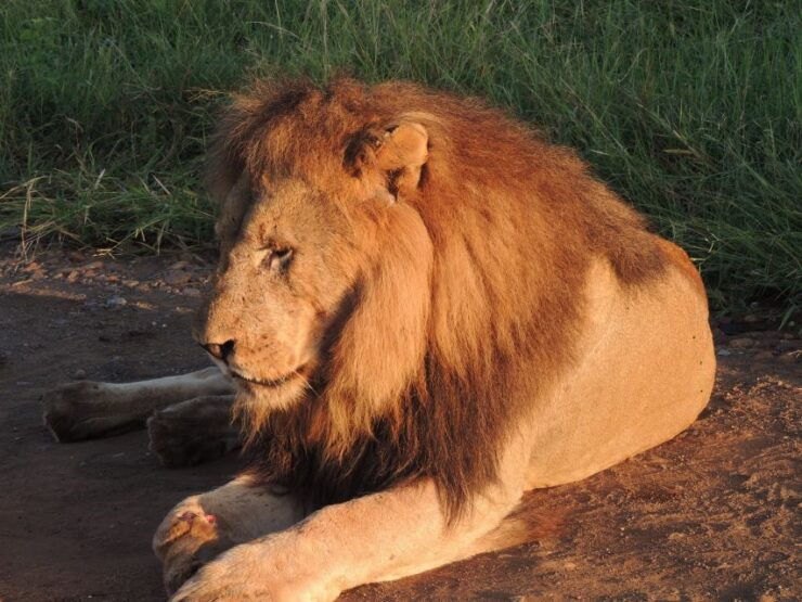 Kruger National Park: Wildlife-Watching Safari - Good To Know