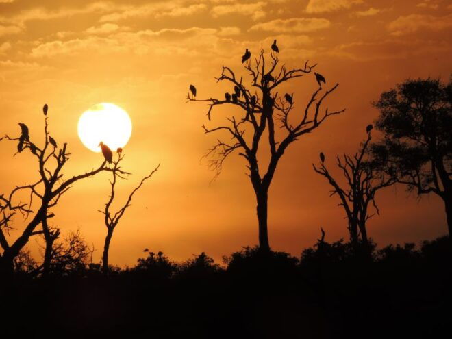 Kruger National Park: Wildlife-Watching Safari - Accessibility and Restrictions