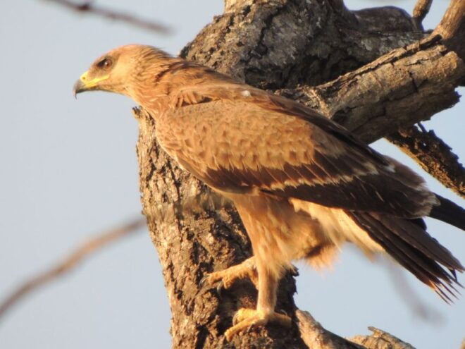Kruger National Park: Wildlife-Watching Safari - What to Bring